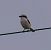 Averla maggiore (Lanius excubitor) © Angelo Pasqua