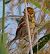 Migliarino di palude (Emberiza schoeniclus) © Angelo Pasqua