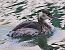 Svasso maggiore (Podiceps cristatus) © Angelo Pasqua