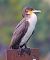 Cormorano (Phalacrocorax carbo) © Angelo Pasqua