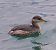 Svasso collorosso (Podiceps grisegena) © Angelo Pasqua