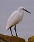Garzetta (Egretta garzetta) © Angelo Pasqua