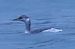 Svasso collorosso (Podiceps grisegena) © Angelo Pasqua