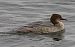 Smergo maggiore (Mergus merganser) © Angelo Pasqua