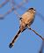 Codibugnolo (Aegithalos caudatus) © Angelo Pasqua