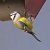 Cinciarella (Cyanistes caeruleus) © Angelo Pasqua