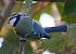 Cinciarella (Cyanistes caeruleus) © Angelo Pasqua