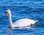 Cigno reale (Cygnus olor) © Angelo Pasqua