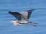 Airone cenerino (Ardea cinerea) © Angelo Pasqua
