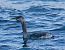 Svasso collorosso (Podiceps grisegena) © Angelo Pasqua