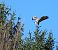 Poiana (Buteo buteo) © Roberto Boscaini