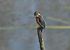 Martin pescatore (Alcedo atthis) © Luigi Gennari