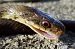 Saettone occhirossi (Zamenis lineatus) © Gaspare Adinolfi