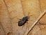 Peritrechus gracilicornis © Mirko Tomasi