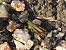 Chorthippus dorsatus dorsatus © Mirko Tomasi