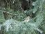 Fringuello (Fringilla coelebs) © Maria Rita Gelso
