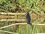 Cormorano (Phalacrocorax carbo) © Maria Rita Gelso