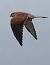 Gheppio (Falco tinnunculus) © Horand Maier