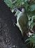 Picchio verde (Picus viridis) © Horand Maier