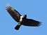 Ibrido Cornacchia nera x grigia (Corvus corone x cornix) © Horand Maier