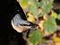 Picchio muratore (Sitta europaea) © Horand Maier