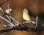 Verzellino (Serinus serinus) © Horand Maier