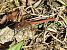Sympetrum striolatum  - Giampaolo Scanelli