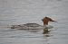 Gänsesäger (Mergus merganser) © Marco Esposito