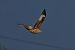 Nibbio reale (Milvus milvus) © Marco Esposito