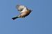 Fringuello (Fringilla coelebs) © Marco Esposito
