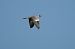 Colombaccio (Columba palumbus) © Marco Esposito