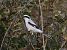 Averla maggiore (Lanius excubitor) © Enrico Viganò