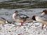 Smergo maggiore (Mergus merganser) © Enrico Viganò