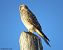 Gheppio (Falco tinnunculus) © Gianluca Congi