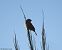 Strillozzo (Emberiza calandra) © Gianluca Congi