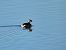 Svasso cornuto (Podiceps auritus) © Giuseppe Taverna