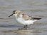 Sanderling (Calidris alba) © Paolo Geromel