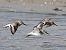 Alpenstrandläufer (Calidris alpina) © Paolo Geromel