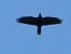 Corvo imperiale (Corvus corax) © Paolo Zucca