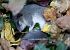Ghiro (Glis glis) © Paolo Zucca
