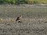 Falco pescatore (Pandion haliaetus) © Paolo Utmar (FVG)