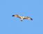 Falco pescatore (Pandion haliaetus) © Maria Paola Girardo