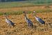Gru (Grus grus) © Riccardo Sirna