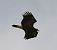 Aquila anatraia minore  - Anonimo