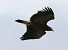 Aquila anatraia minore  - Anonimo