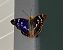 Apatura iris © Pier Luigi Taiariol