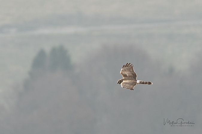 Albanella reale  - Matteo Guardini