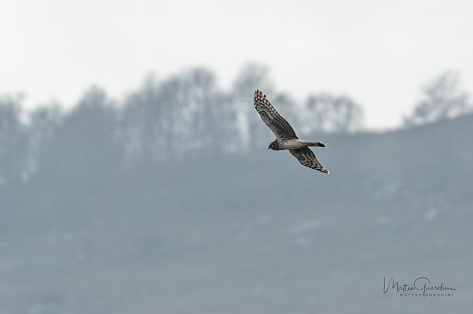 Albanella reale  - Matteo Guardini