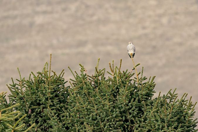 Albanella reale  - Matteo Guardini