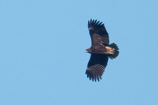 Aquila anatraia maggiore  - Moreno Nalin
